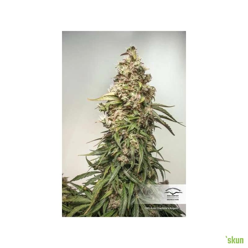 cbd auto charlotte’s angel®