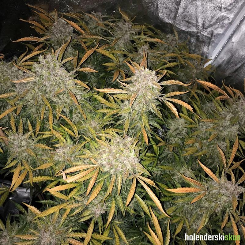 cbd auto charlotte’s angel®