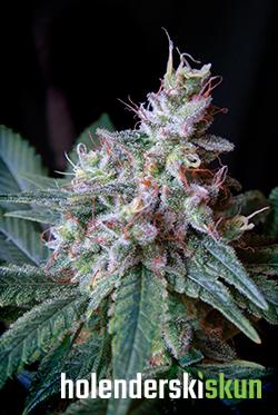 cream caramel f1 fast version