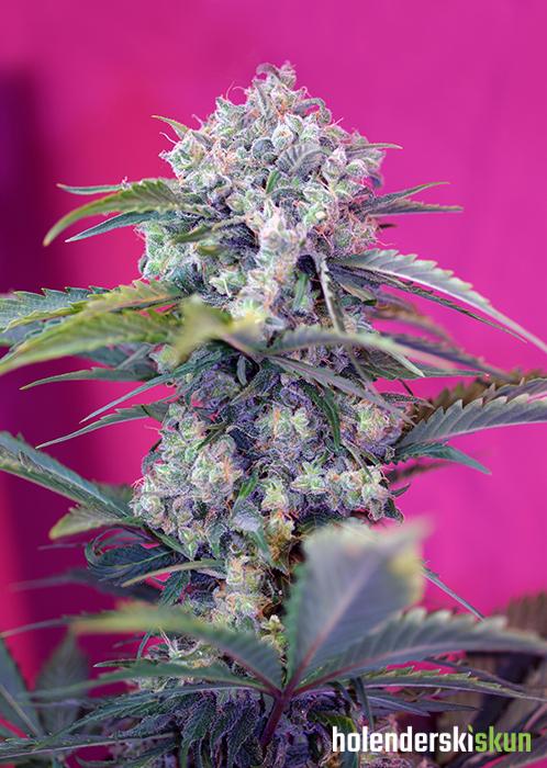 cream mandarine auto