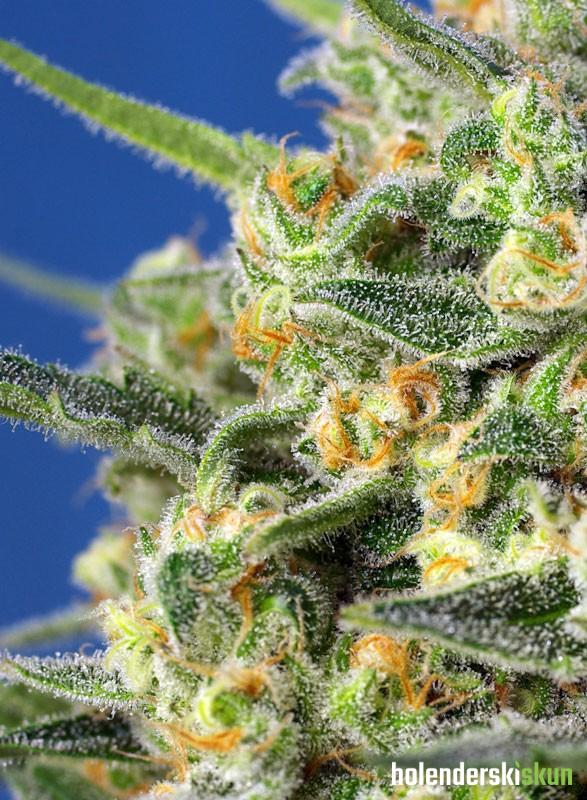 crystal candy f1 fast version®