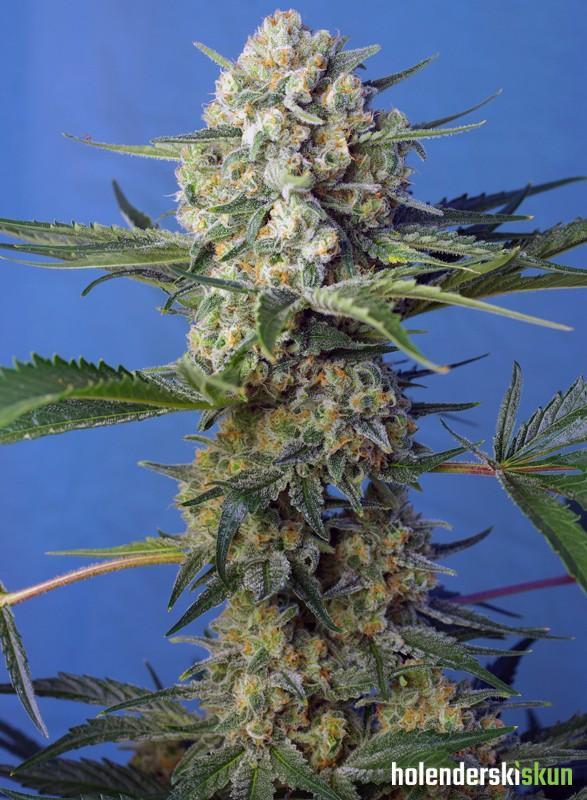 crystal candy f1 fast version®