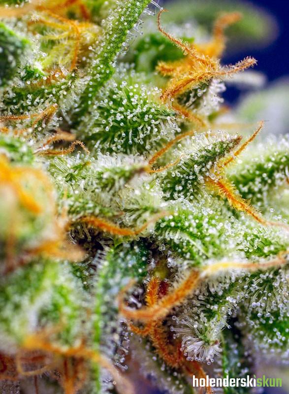 crystal candy xl auto®