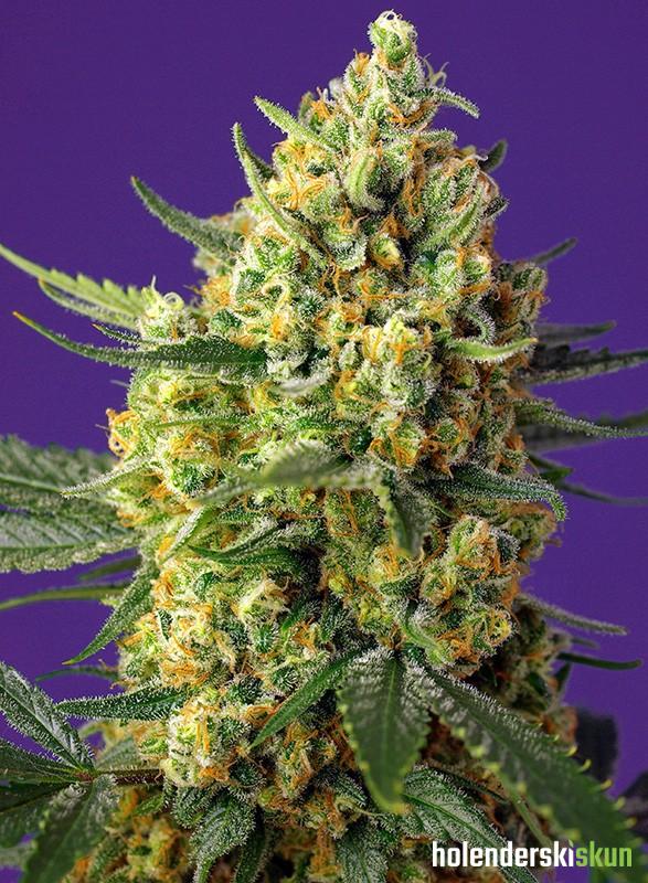 crystal candy xl auto®