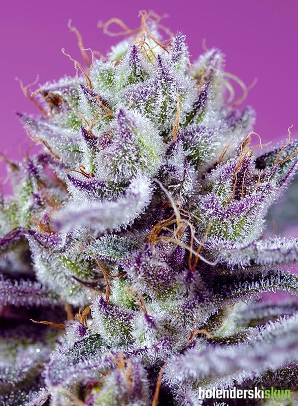 diablo’s delight xl auto®