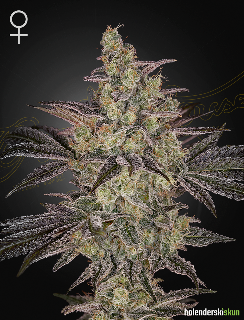 frosted guava autoflowering