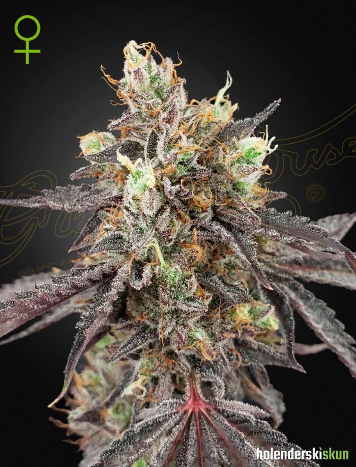 gelato 41 x gelato 41 auto