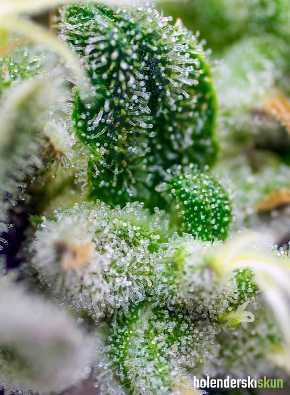 gorilla girl xl auto®