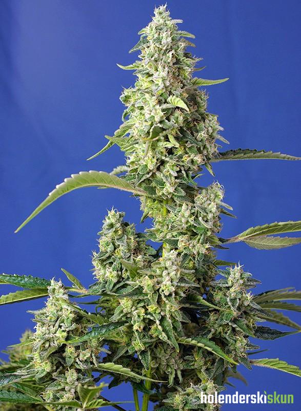 gorilla girl xl auto®