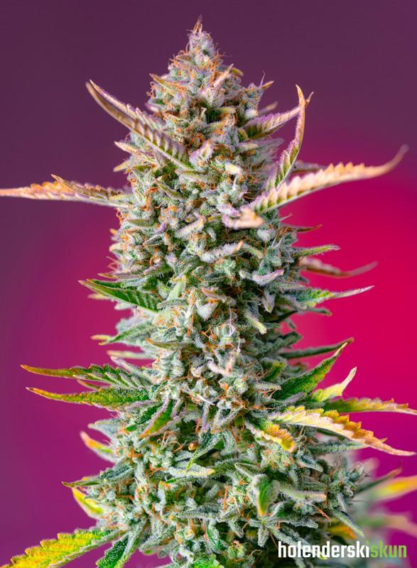 gorilla sherbet f1 fast version®