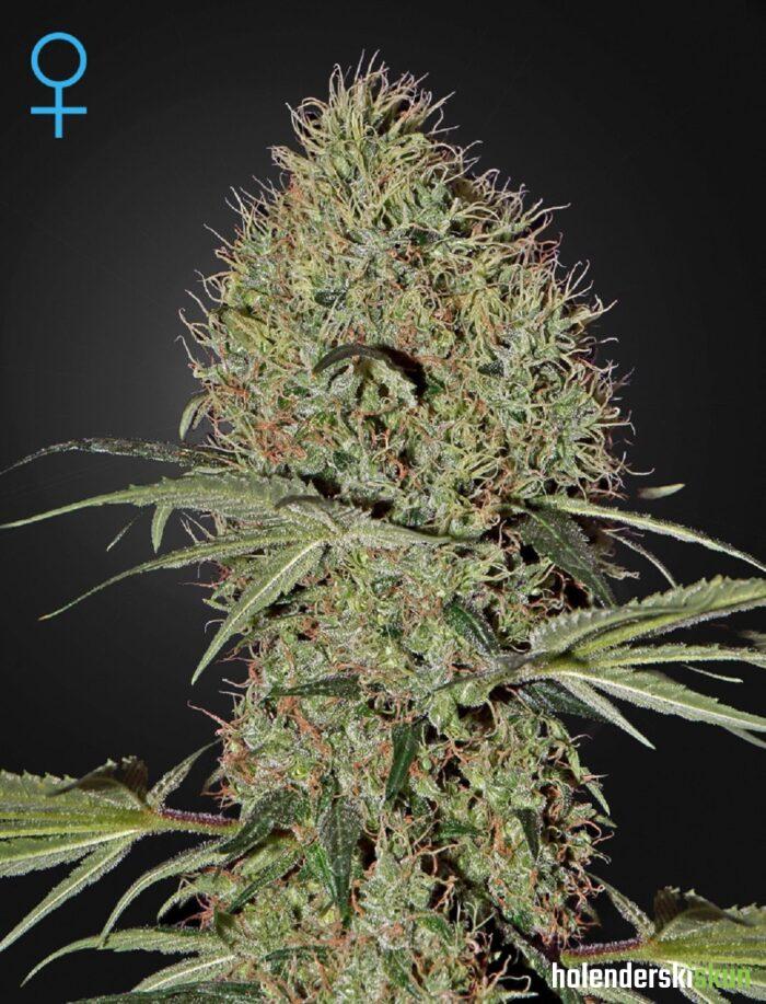 super bud auto