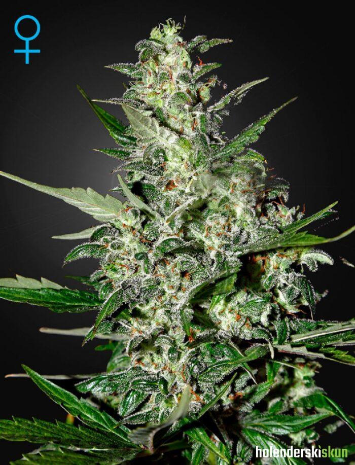 super critical autoflowering