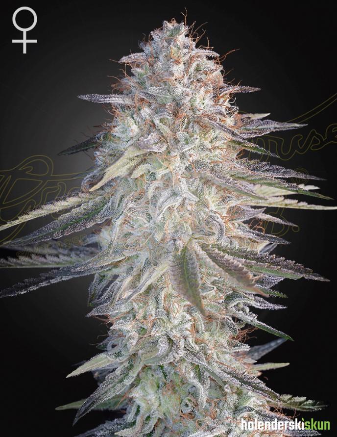 super lemon haze x pink candy