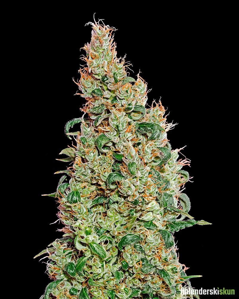 green-o-matic (autoflowering)