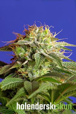 green poison f1 fast version