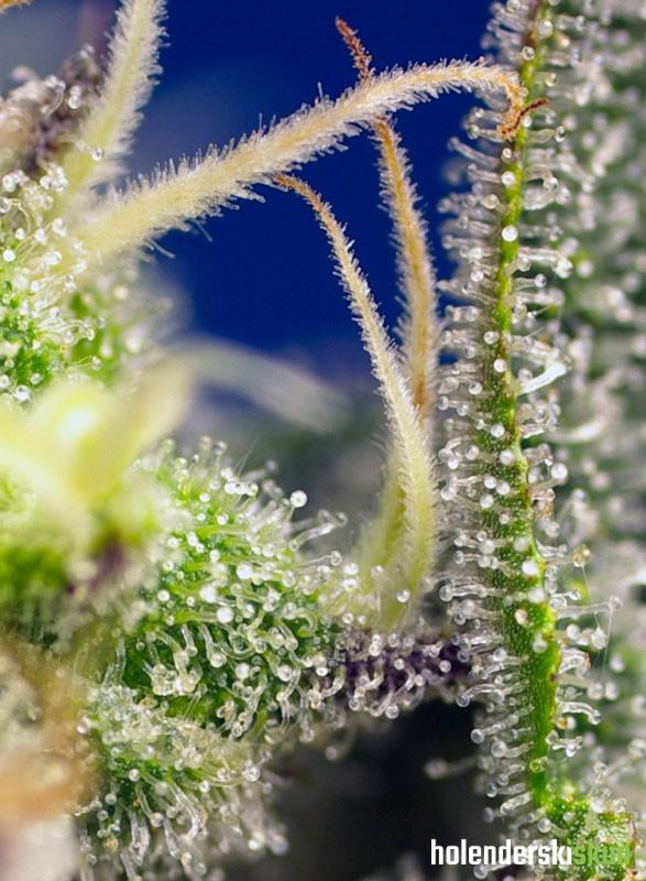 green poison xl auto®