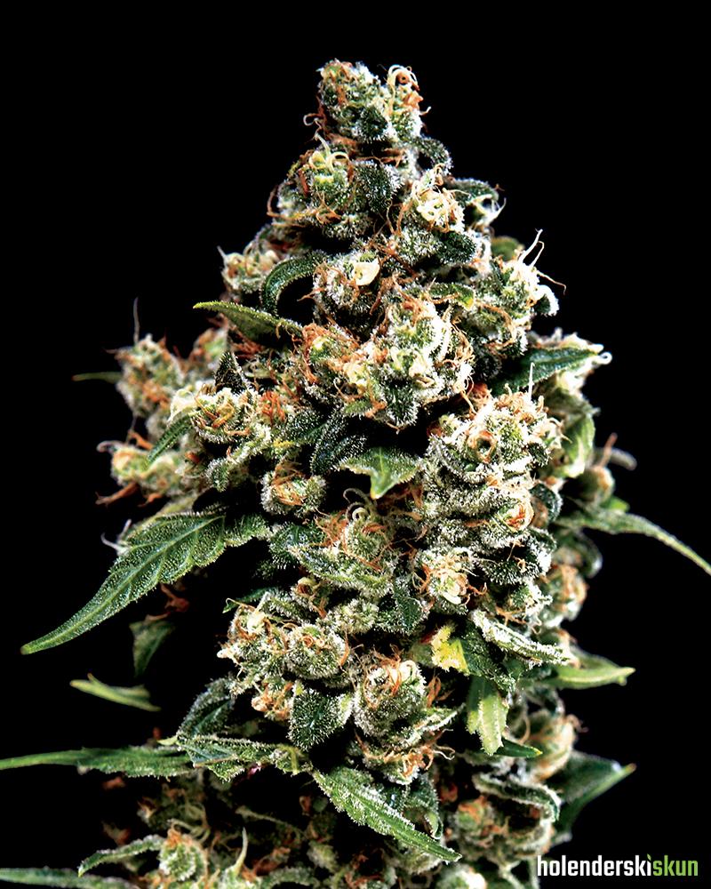 jack herer