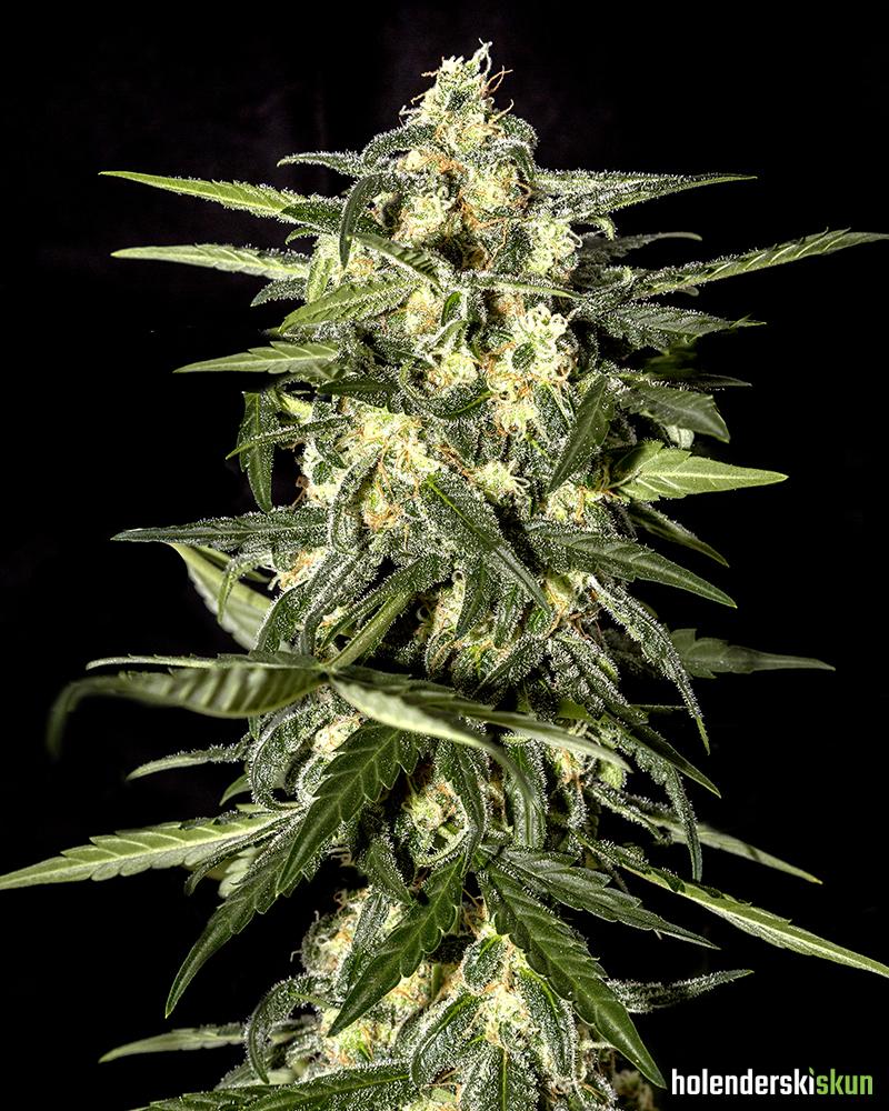 jack herer auto
