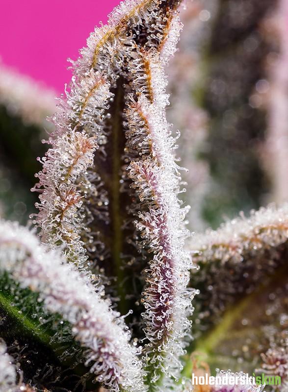 jealousy z xl auto®