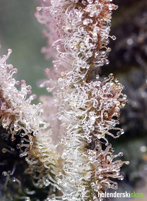 jet fuel mandarine xl auto®