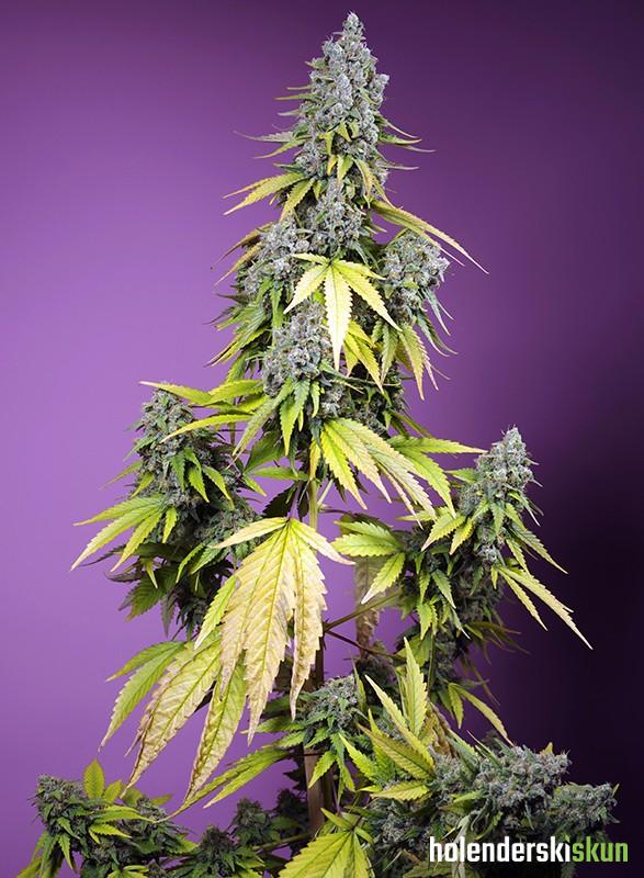 jet fuel mandarine xl auto®