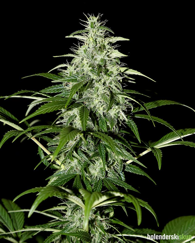 kalashnikova automatic