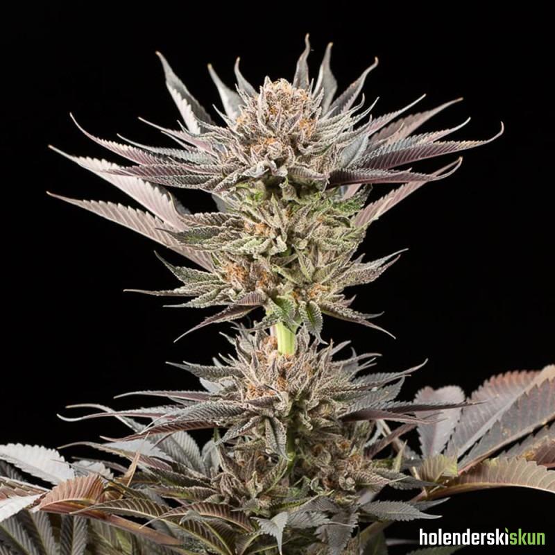 lemon tree 2.0 by lemon tree