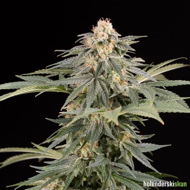 lemon tree fast by lemon tree