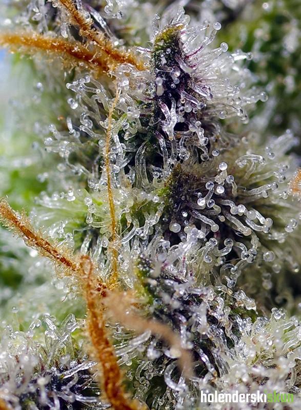 mental rainbow f1 fast version®