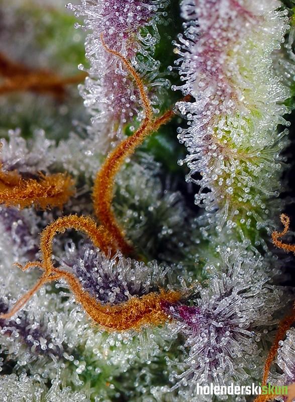 mimosa bruce banner xl auto®