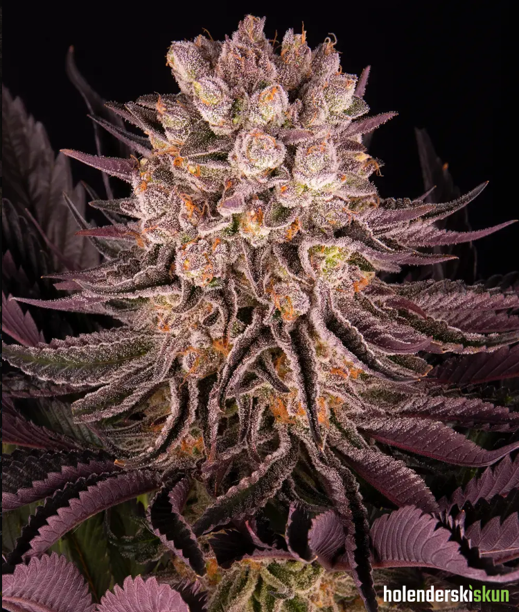 mimosa x orange punch