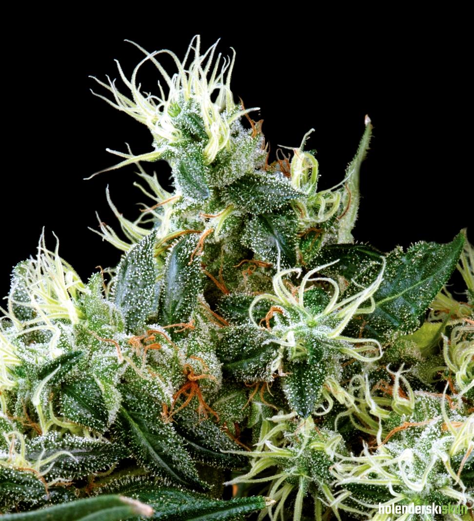 northern lights auto