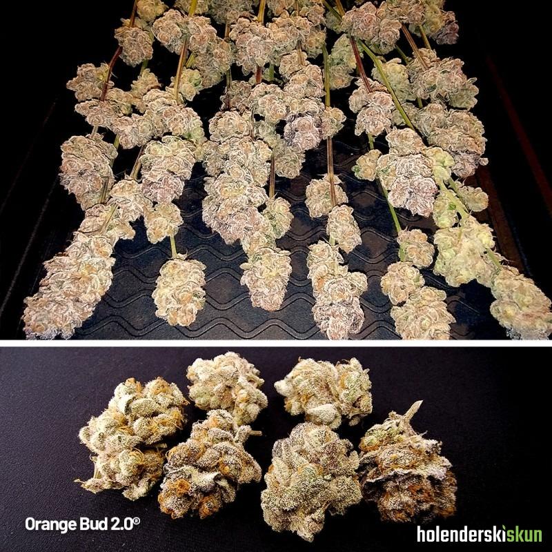 orange bud 2.0