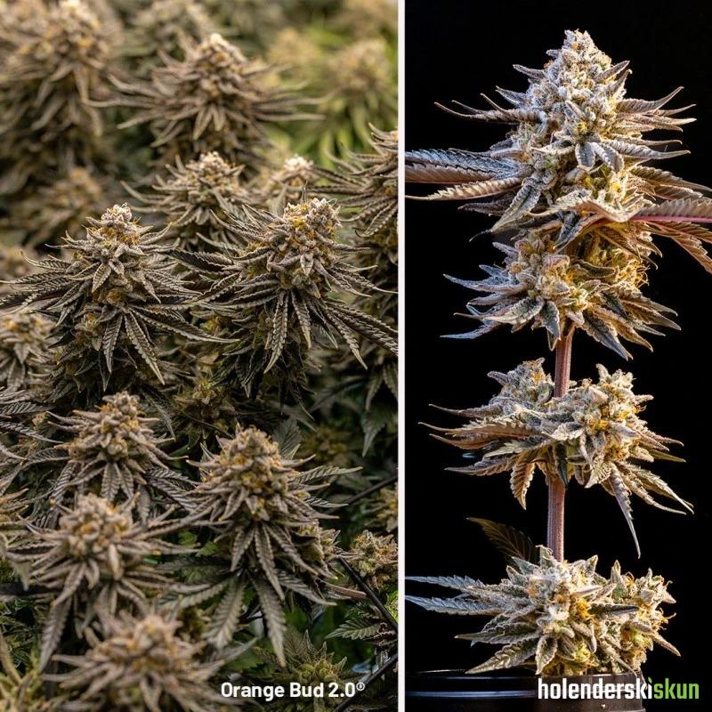 orange bud 2.0