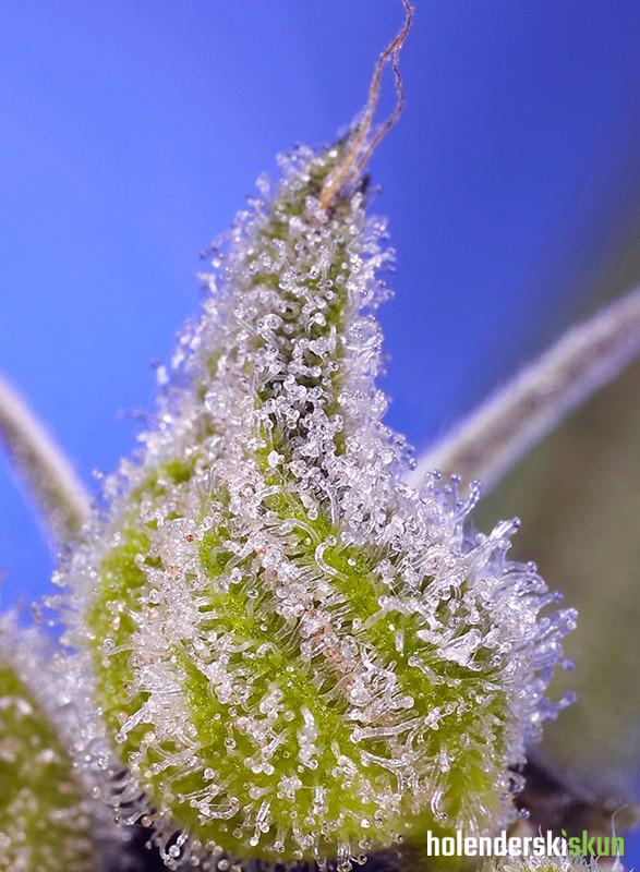 permanent jealousy xl auto®