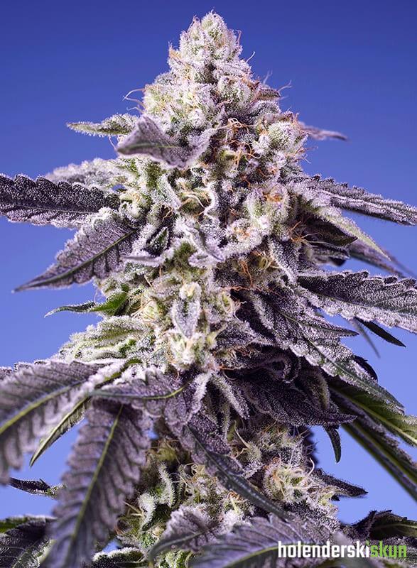 permanent jealousy xl auto®