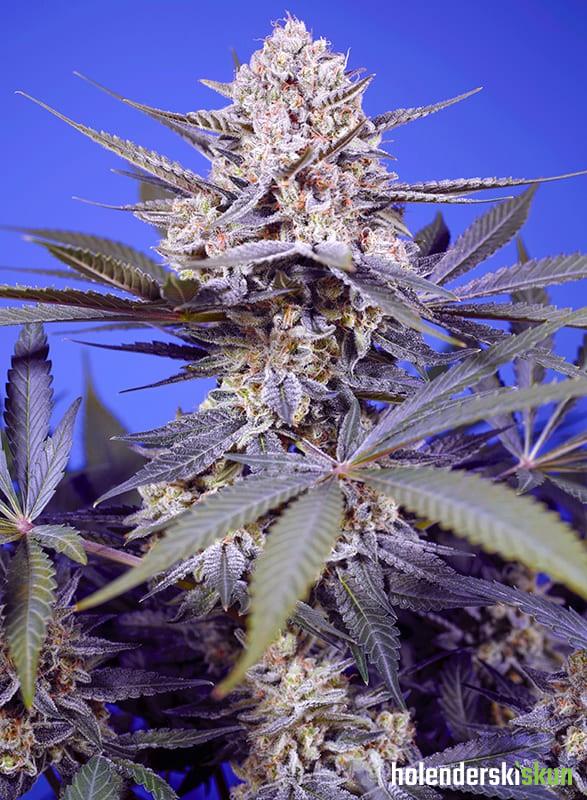 pineapple slush xl auto®