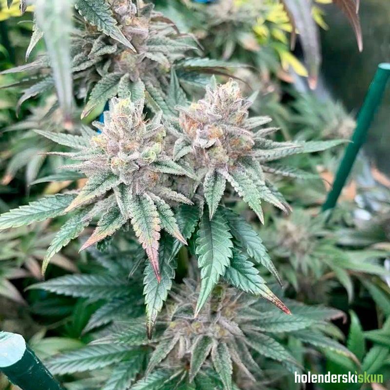 pink sunset auto by sherbinskis