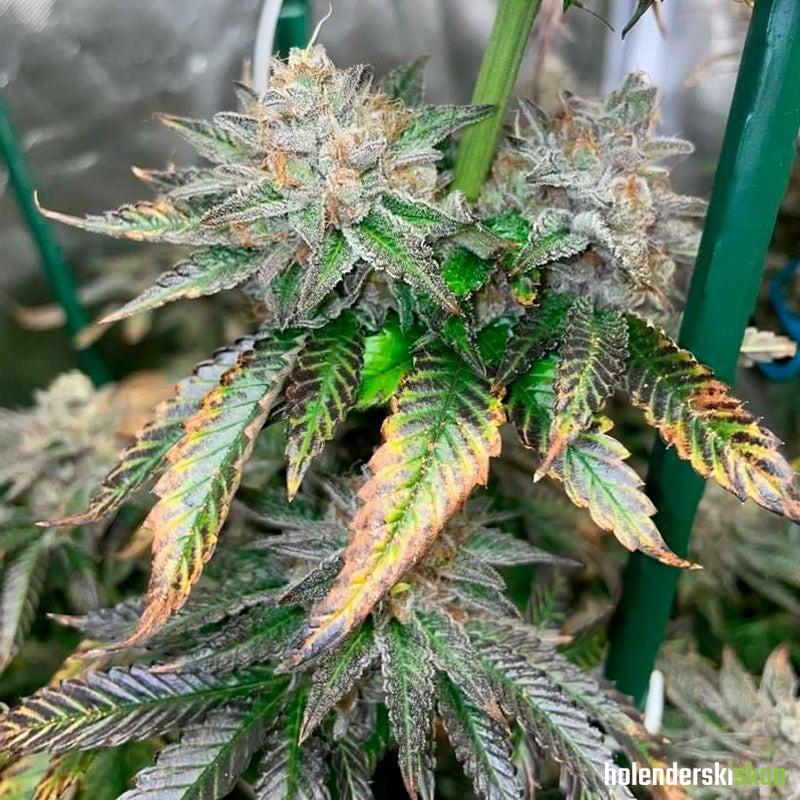 pink sunset auto by sherbinskis