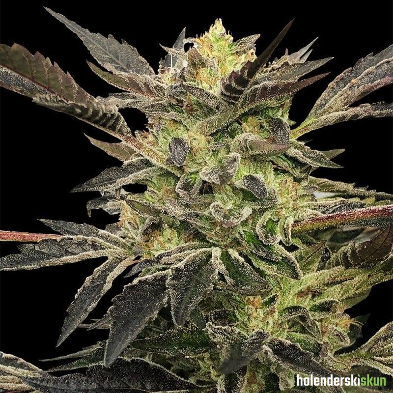 pink sunset auto by sherbinskis