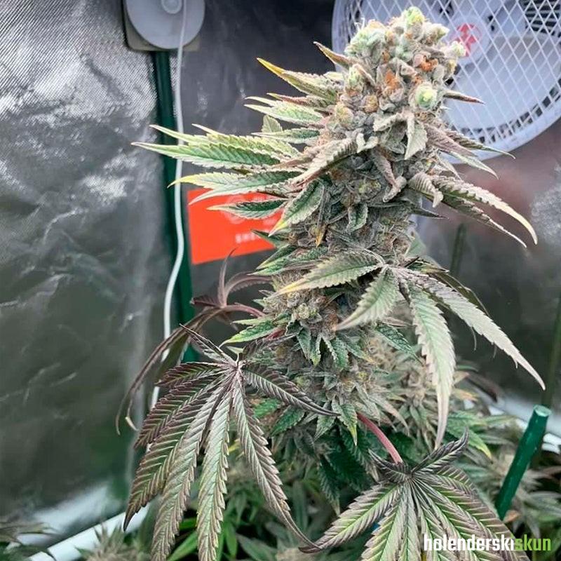 pink sunset by sherbinskis