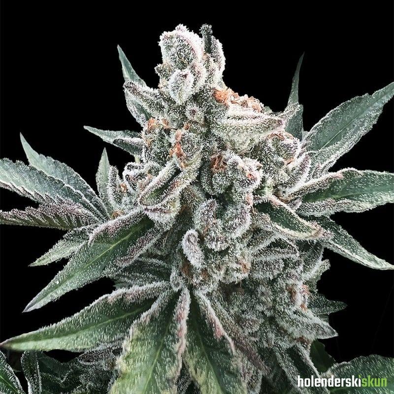 polar gelato auto by sherbinskis