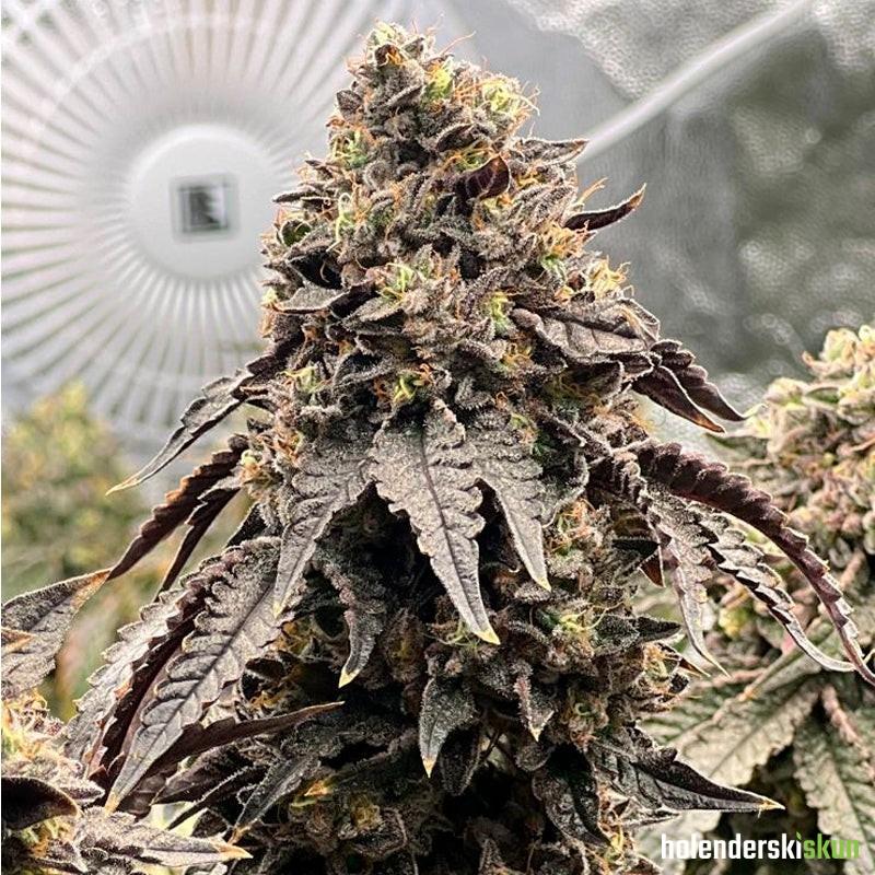 polar gelato by sherbinskis