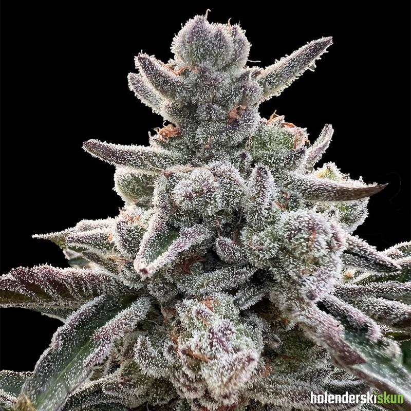 polar gelato by sherbinskis