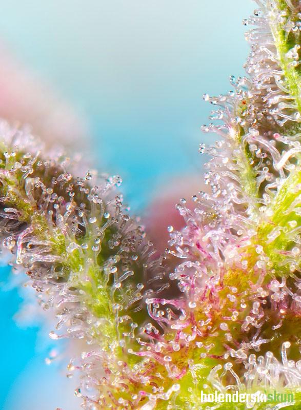 purple punch og xl auto®