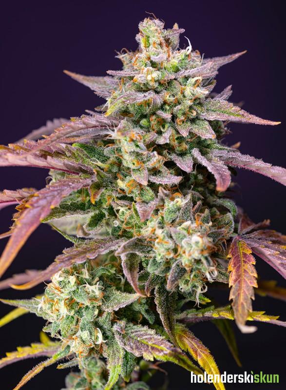 purple punch og xl auto®