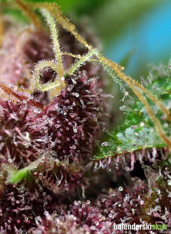 red mandarine f1 fast version®