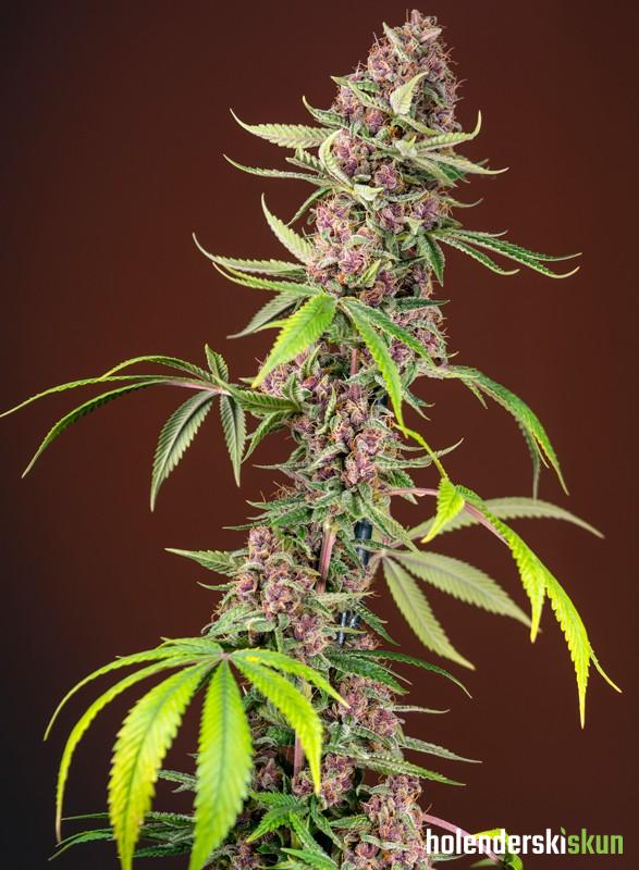 red mandarine f1 fast version®