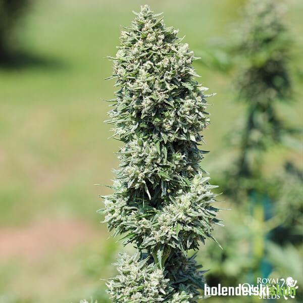 royal cookies automatic