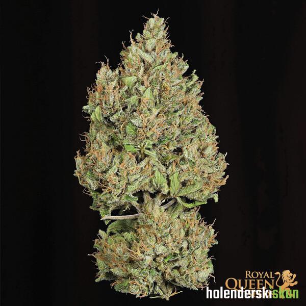 royal cookies automatic